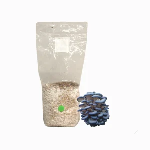 Blue Oyster Grain Spawn Bag