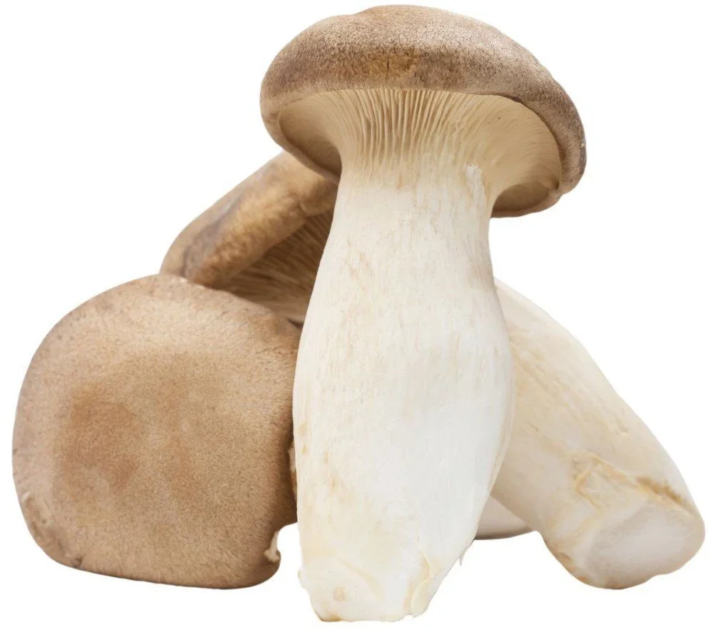 king-oyster-liquid-culture King Oyster Liquid Culture