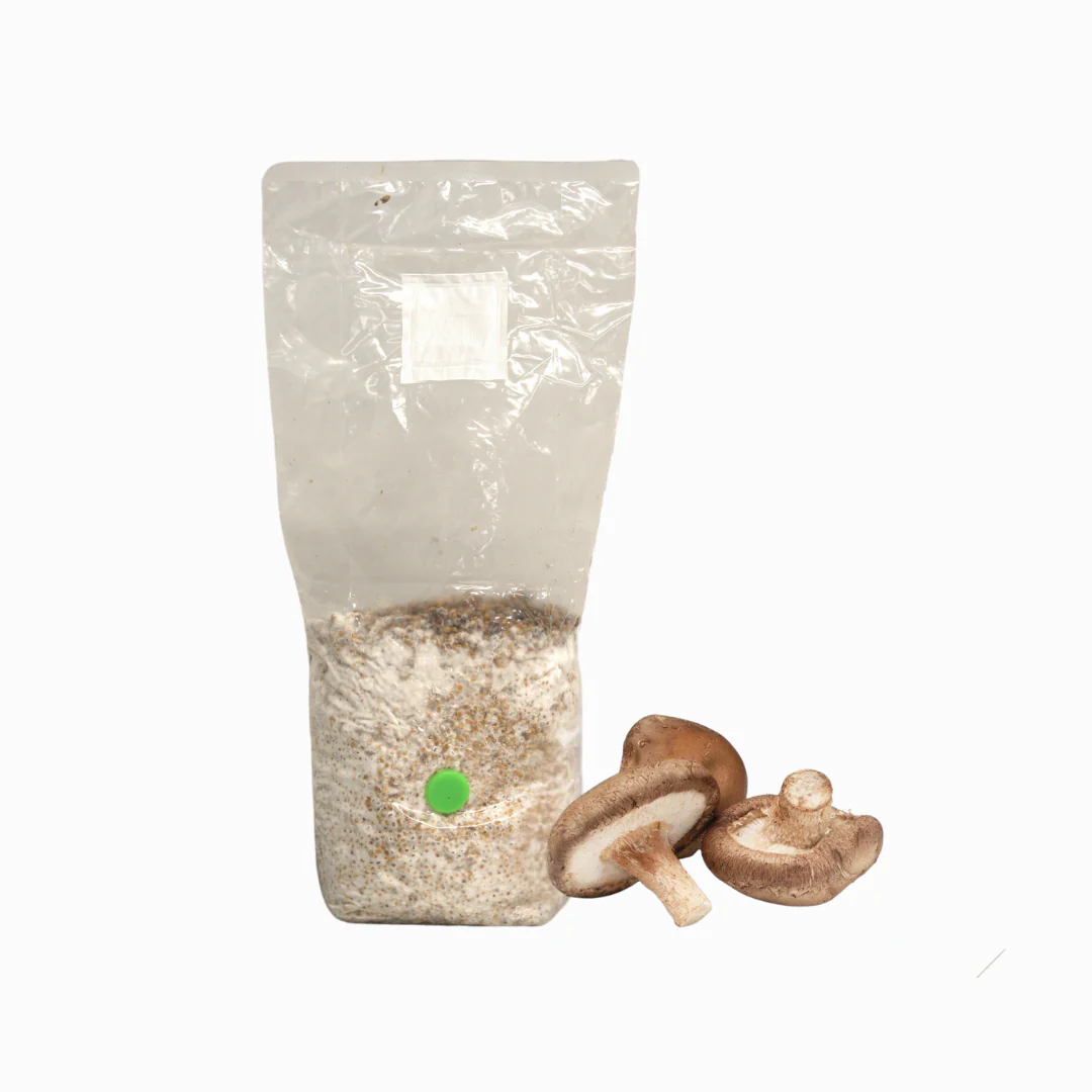 shiitake-grain-spawn Shiitake Grain Spawn Bag