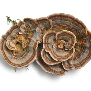 Turkey Tail Liquid Culture